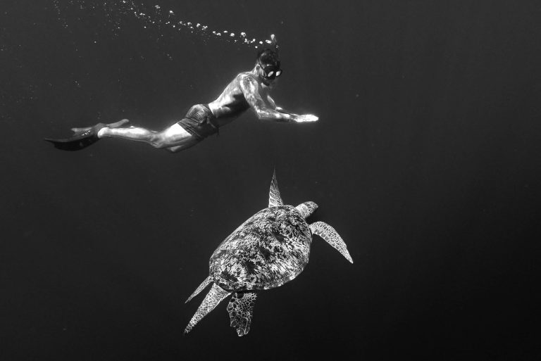 snorkel con tortugas