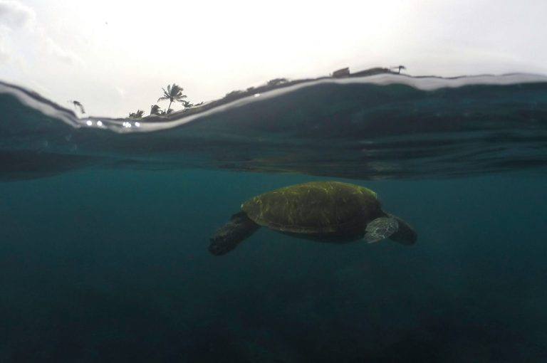 snorkel con tortugas
