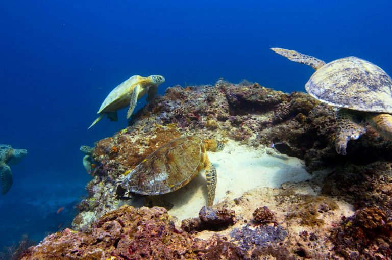 snorkel con tortugas