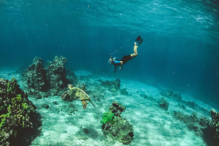 snorkel con tortugas