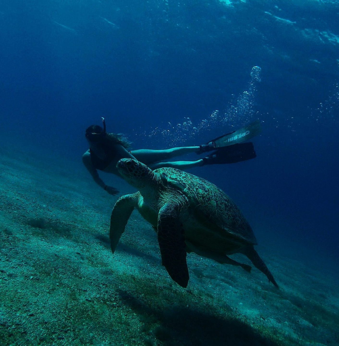 snorkel con tortugas